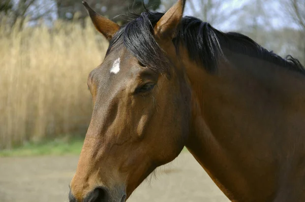 Caballo Pasto — Foto de Stock