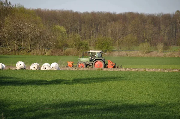 Aspergeveld Het Voorjaar — Stockfoto