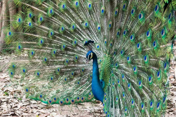 Tavus Kuşu Vahşi Yaşamdaki Manzarası — Stok fotoğraf