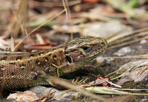 Fence Lizard Lacerta Agilis Plagued Ticks — Stock Photo, Image