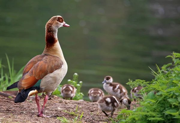 Swimming Trip Nilgans Family — Stock Photo, Image