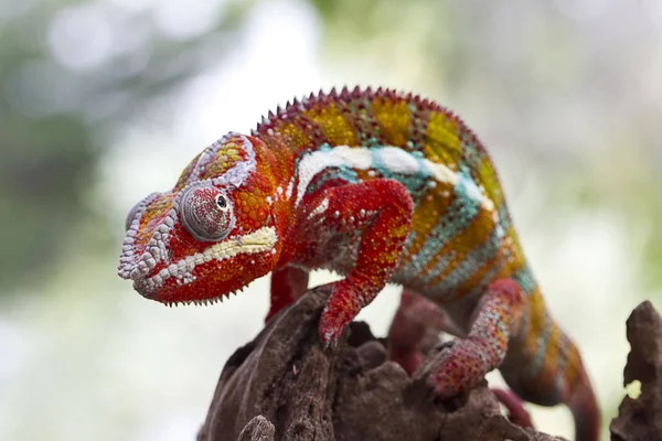 Pantera Camaleón Árbol — Foto de Stock