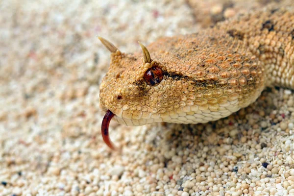 Belle Photo Une Tête Visage Serpent — Photo