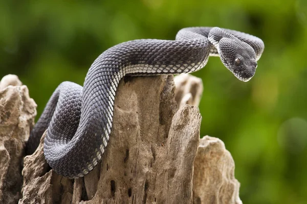 Fekete Vipera Kígyó Egy Fán — Stock Fotó