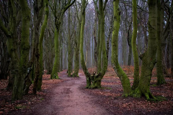 Bellissimo Scenario Della Foresta — Foto Stock