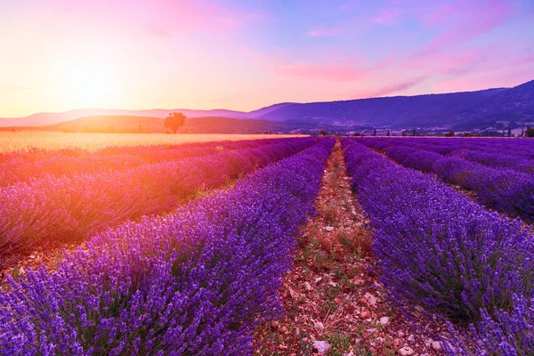 Beautiful Landscape Lavender Fields Sunset Sault Provence France — Stock Photo, Image