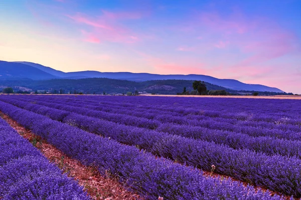 Prachtig Landschap Van Lavendelvelden Bij Zonsondergang Bij Sault Provence Frankrijk — Stockfoto