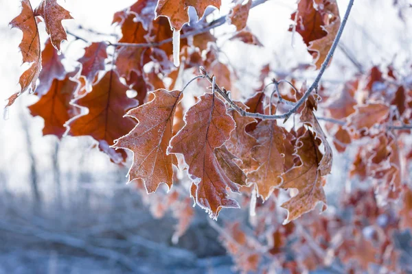 Frostige Blätter Nahaufnahme — Stockfoto