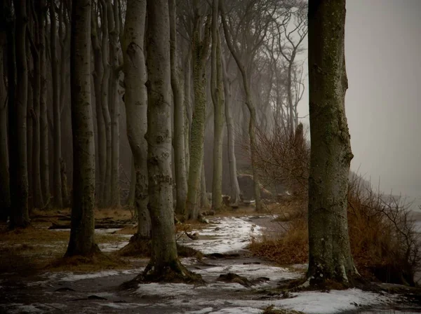 Winterbos Met Sneeuw — Stockfoto