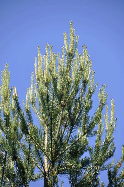 Kiefernzweige Vor Blauem Himmel — Stockfoto