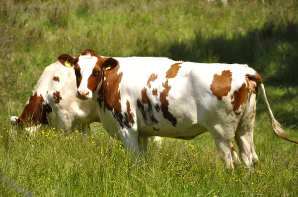 Коровы Поле — стоковое фото