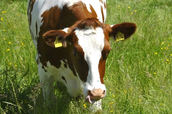 Olika Djur Selektivt Fokus — Stockfoto