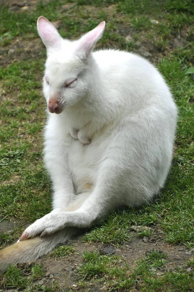 Känguru Australisches Tier — Stockfoto