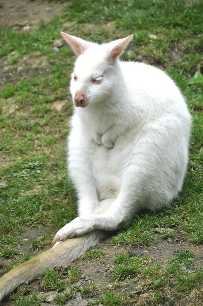 Kangaroo Animal Australian Animal — Stock Photo, Image