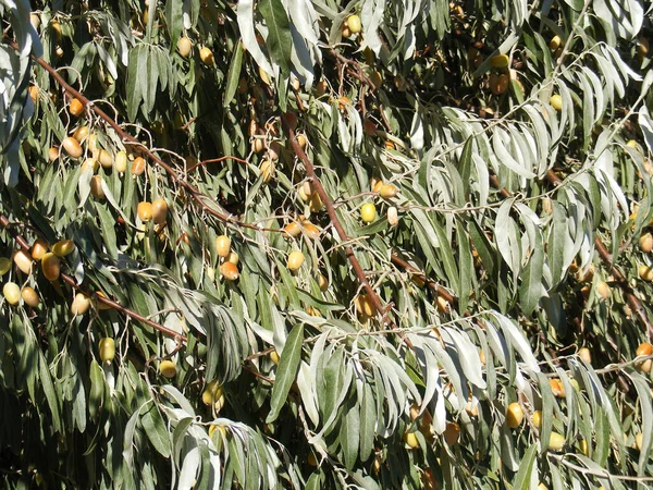 Vacker Botanisk Skott Naturliga Tapeter — Stockfoto