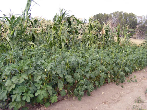 Orticoltura Okra Okra — Foto Stock