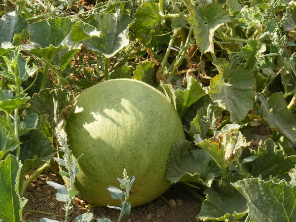 Melon Sur Terrain — Photo