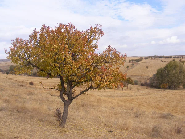 Bela Paisagem Floresta — Fotografia de Stock