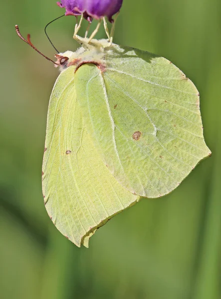 Cytrynowy Motyl Florze Przyrodzie Owadach — Zdjęcie stockowe