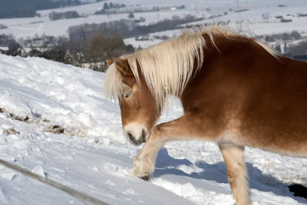 Hnědý Kůň Německé Zimní Zemi — Stock fotografie