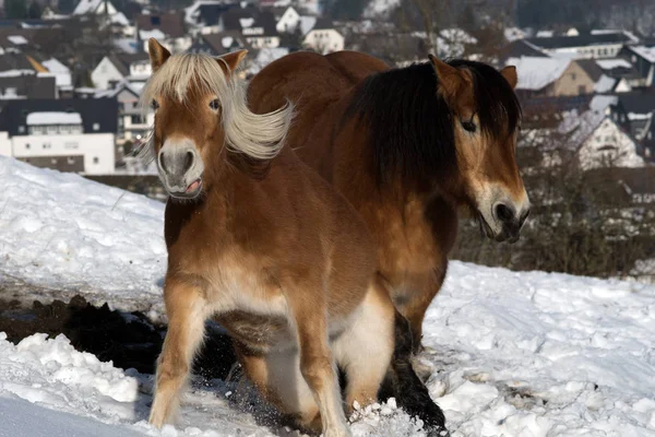 Caballo Nieve Levanta — Foto de Stock