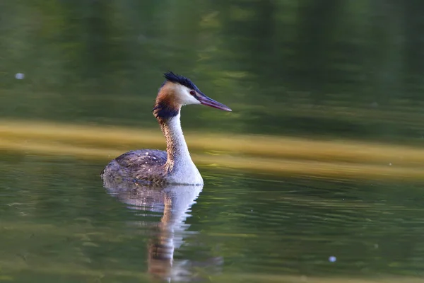 Aussichtsreiche Aussicht Auf Schöne Vögel Der Natur — Stockfoto