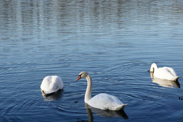 Doğadaki Görkemli Kuğuların Manzarası — Stok fotoğraf