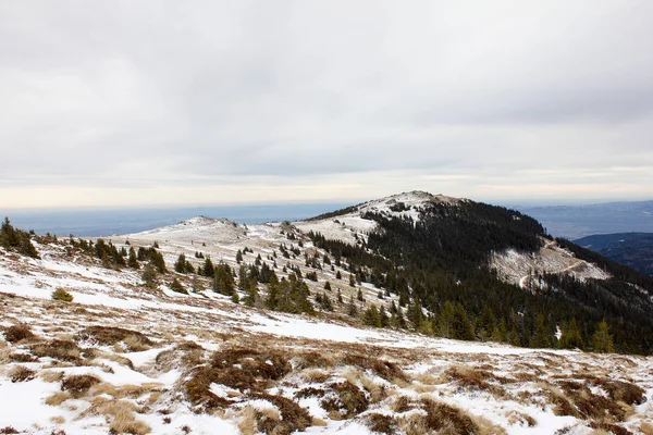 Área Pastagem Com Floresta Conífera Neve Inverno Estiria Nível Vinho — Fotografia de Stock