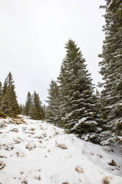 Área Pastagem Com Floresta Conífera Neve Inverno Estiria Nível Vinho — Fotografia de Stock