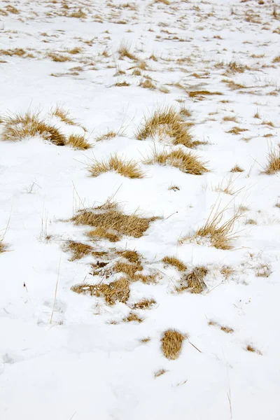 Bruine Weide Met Sneeuw Een Bergweide Winter Stiermarken Wijnniveau 1666 — Stockfoto