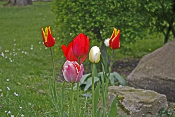 Tulipán Tavaszi Virágban — Stock Fotó