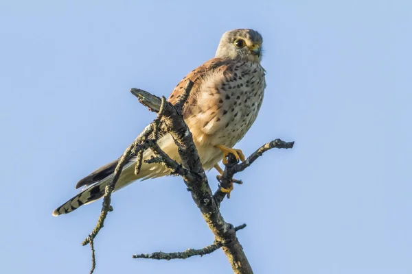 Kestrel Sienta Reloj Pega Para Presa — Foto de Stock