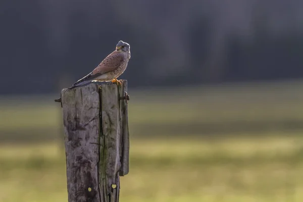 Kestrel Senta Seu Relógio Ervilhas Para Rapina — Fotografia de Stock