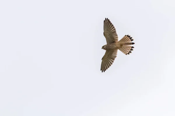Ένα Ιπτάμενο Kestrel Που Ψάχνει Για Τροφή — Φωτογραφία Αρχείου