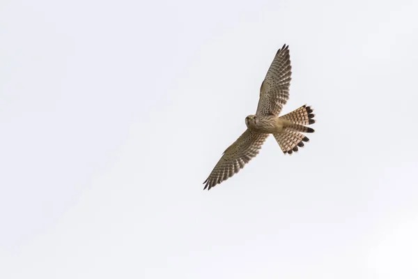 Kestrel Voador Procura Comida — Fotografia de Stock