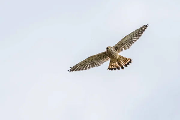 Een Vliegende Torenvalk Zoek Naar Voedsel — Stockfoto