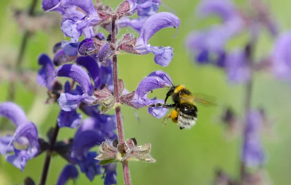 Bumblebee Bombus Insect Bumblebee Flight Bumble Bee Flyer Flower Nectar — Stock Photo, Image