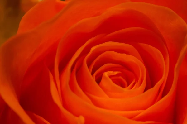 Róża Róże Płatki Róż Płatki Róż Płatki Róż Róże Rośliny — Zdjęcie stockowe