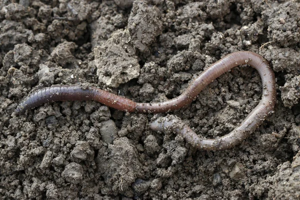 Regenwurm Raupenwurm Bodenlebewesen — Stockfoto