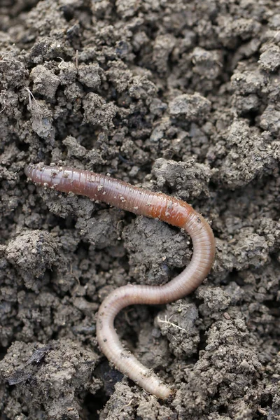 Earthworm Crawler Worm Ground Animal — Stock Photo, Image