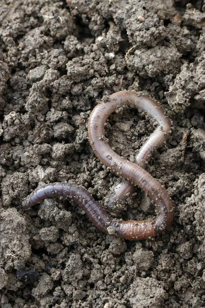 Earthworm Crawler Worm Ground Animal — Stock Photo, Image
