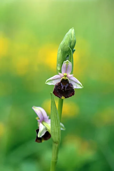 Macrobourdon Ophrys Ophrys Holoserica Fuciflora — Photo