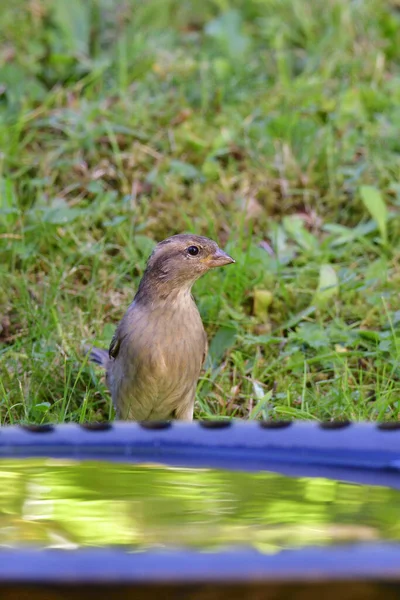 House Sparrow Birdbath — Stock Photo, Image