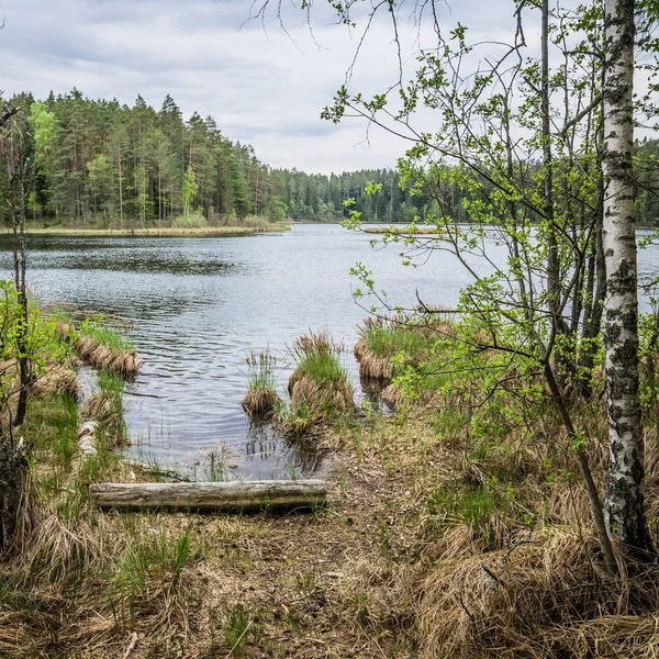 Vårlandskap Skogssjön Estland — Stockfoto