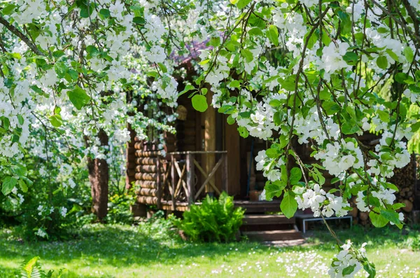 Сад Квітучими Яблунями Весняний Пейзаж — стокове фото
