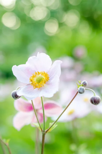 Pale Pink Flower Japanese Anemone Close — Stock Photo, Image