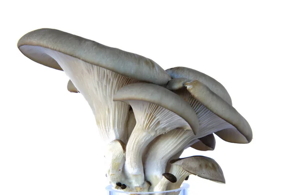 배경에 버섯을 길렀다 Pleurotus Ostreatus — 스톡 사진