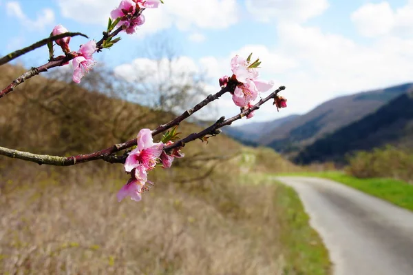 Persikoblommor Blommor Träd — Stockfoto