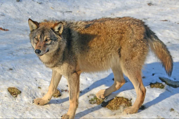 Vue Panoramique Loup Sauvage Nature — Photo