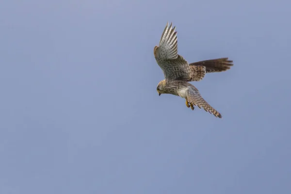 Een Vliegende Torenvalk Zoek Naar Prooi — Stockfoto